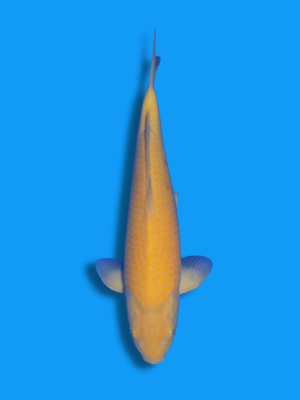 Karashigoi | Koi&Co.